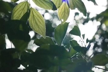 尋找百名困境兒童，聆聽(tīng)童音，護(hù)苗成長(zhǎng)